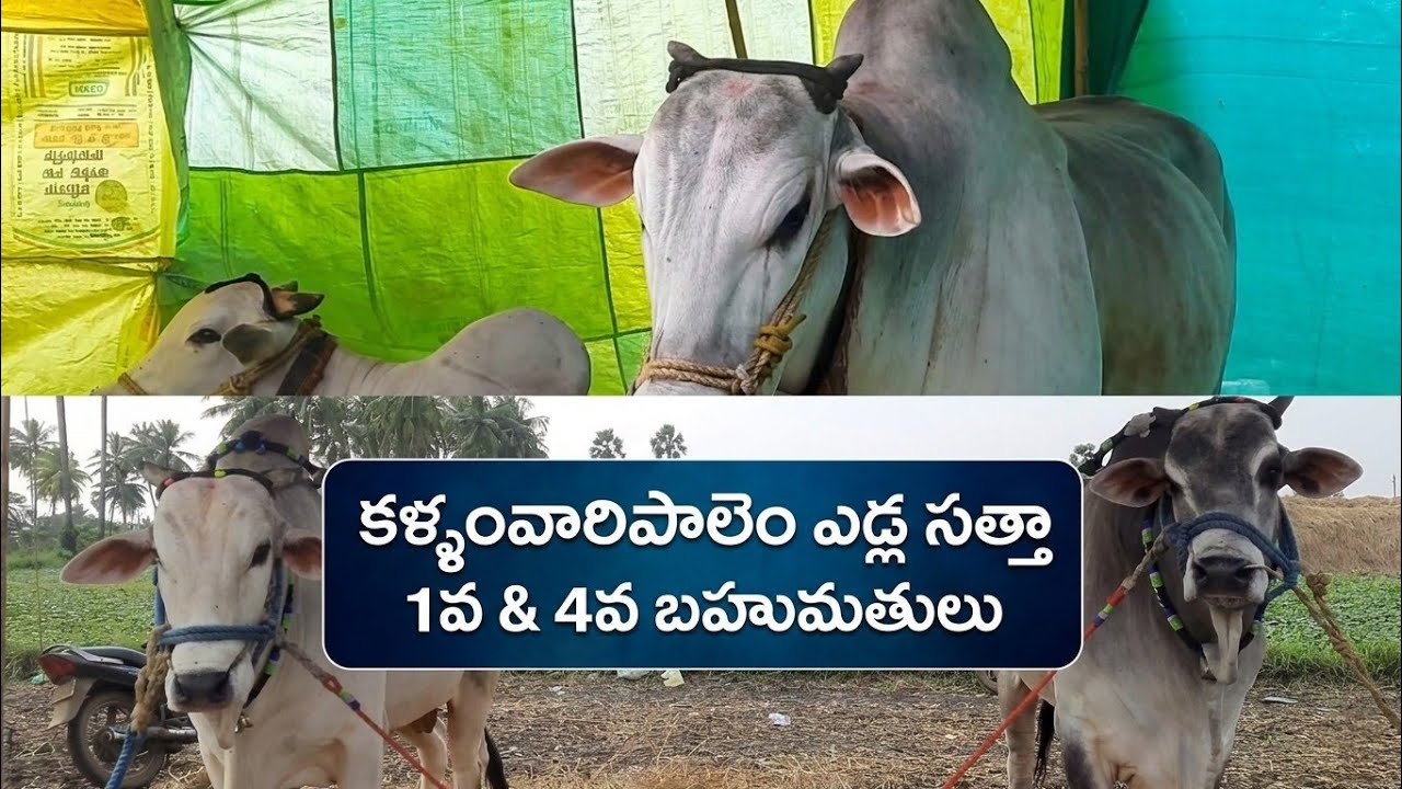 పెద ఓగిరాల ఎడ్ల పందాల్లో కళ్ళంవరిపాలెం ఎడ్ల జతల ఘన విజయం | 1st & 4th Prizes | సంక్రాంతి సంబరాలు 2026