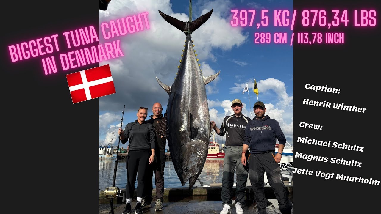 Biggest Tuna record caught in Denmark in 75 years. 397,5 kg / 876,34 lbs. 289 cm.