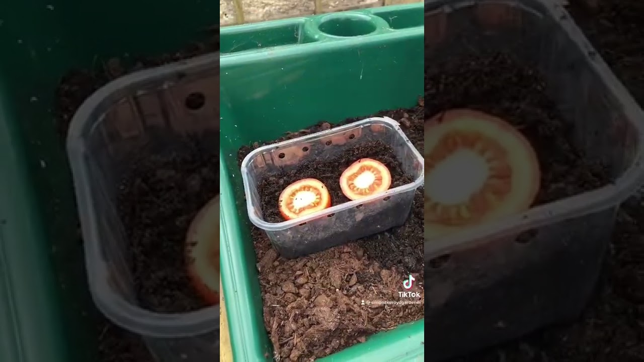 Tomato slices to make new tomato plants
