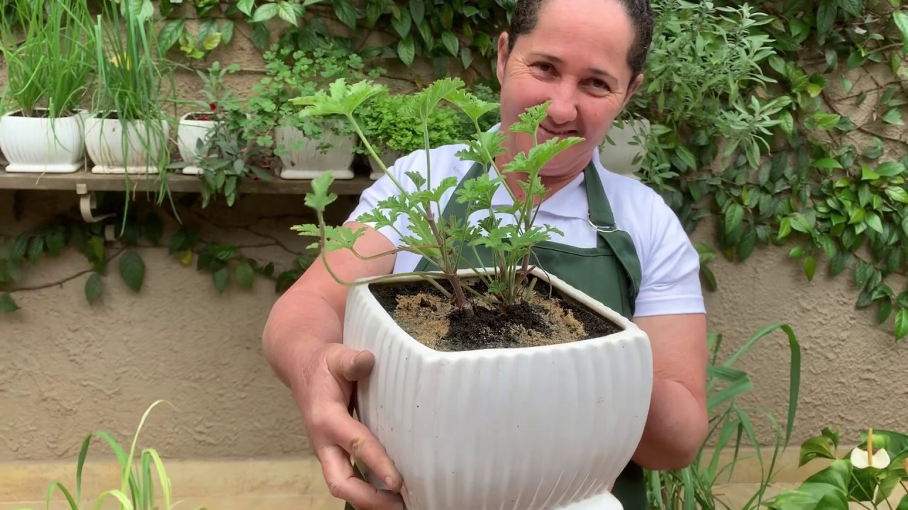 Citronela | Como Plantar na Sua Casa e Jardim