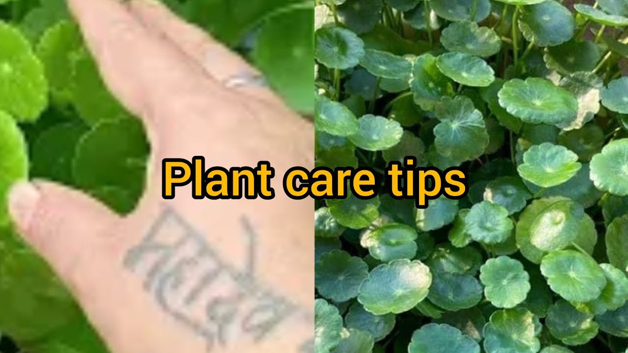 Pennywort plant repotting||.                   Coin plant care tips and.......