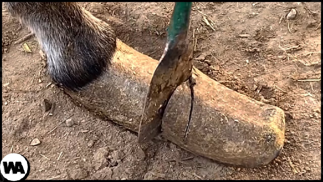 Pruebas de que la Naturaleza Se Vuelve Extraña