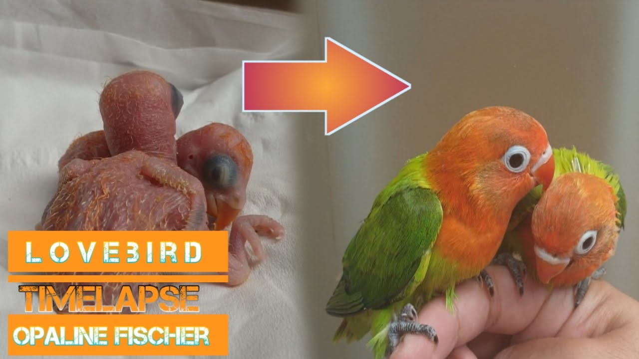 Agapornis / Lovebird Timelapse Baby Opaline Fischery