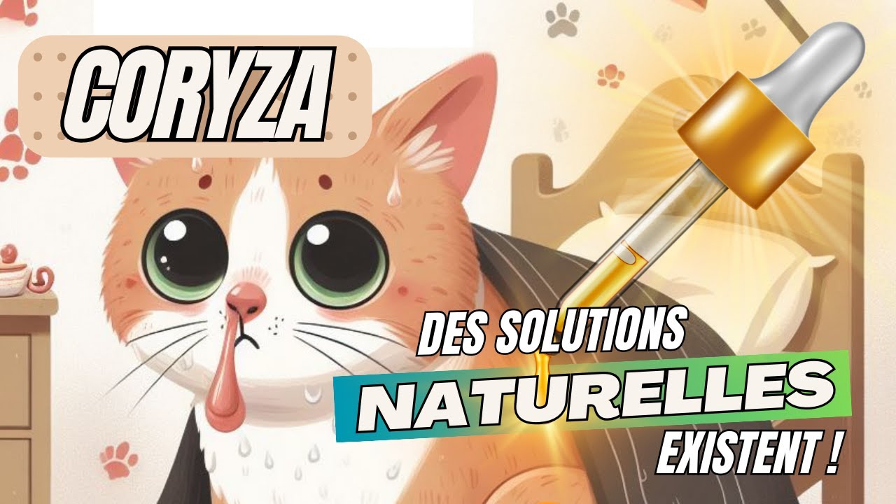 Découvrez les remèdes naturels vraiment efficaces contre le coryza du chat !