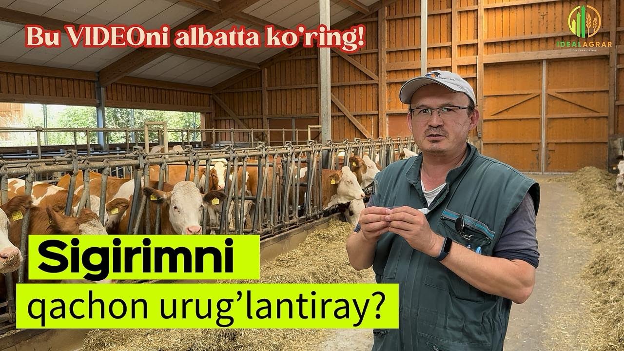 Sun'iy urug'lantirish: vaqti, muhim tomonlari, samaradorlik #idealagrar #simmental #cow #usbekistan