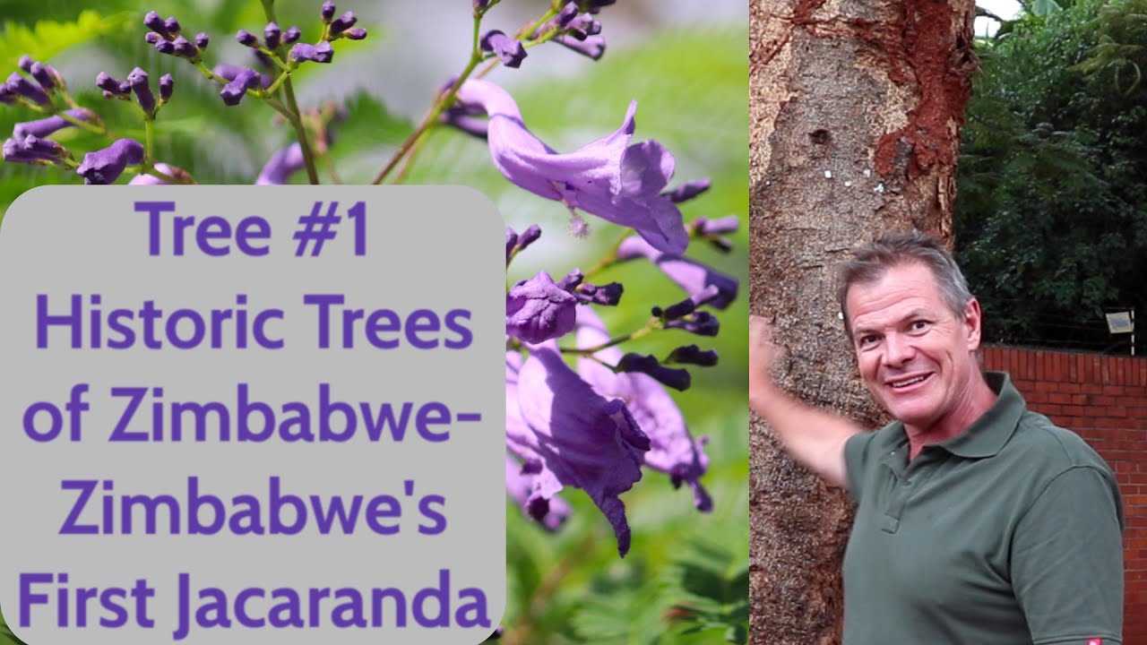 Tree #1 Historic Trees of Zimbabwe - Zimbabwe's First Jacaranda