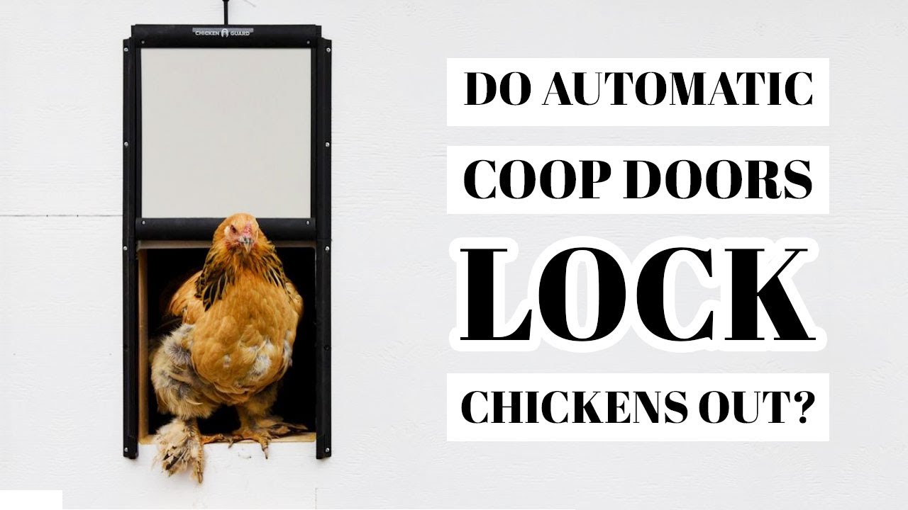 AUTOMATIC COOP DOORS | Will Auto Chicken Door Lock Chickens Out? | Easy Hen Coop Design Upgrade
