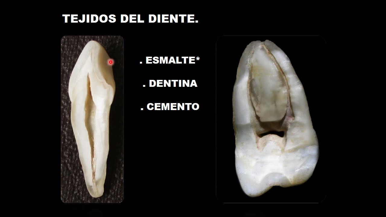 Generalidades de Anatomía Dentaria - Parte 1 - Anatomía