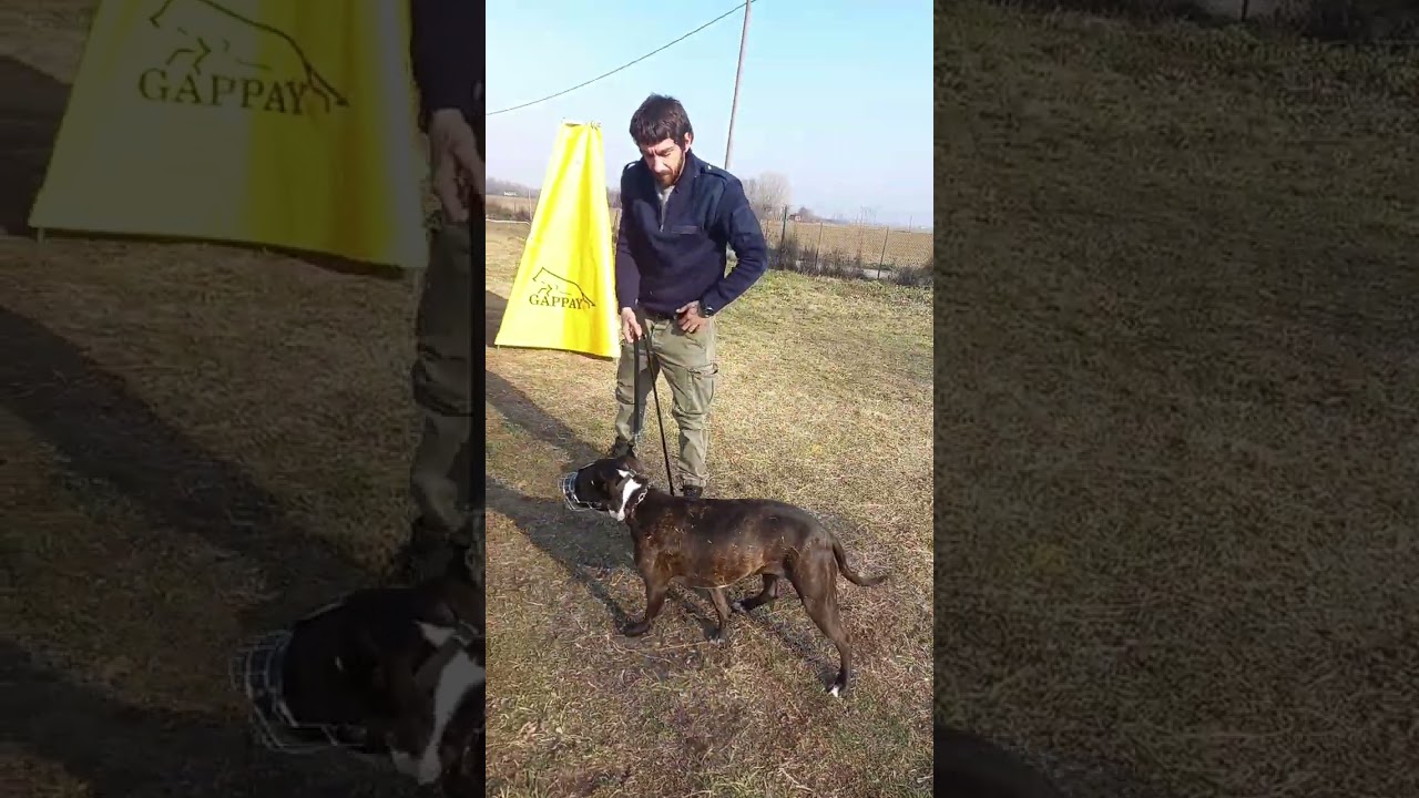 MANIPOLAZIONI CANE AGGRESSIVO