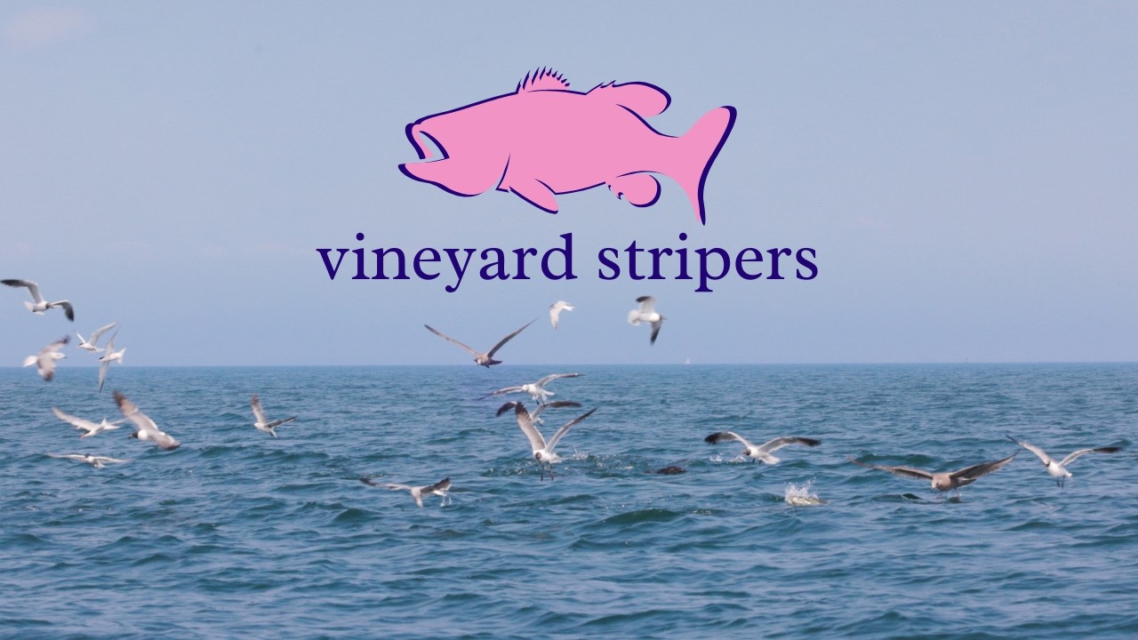 VINEYARD STRIPERS | Ловля полосатого окуня и луфаря нахлыстом в Мартас-Винъярде