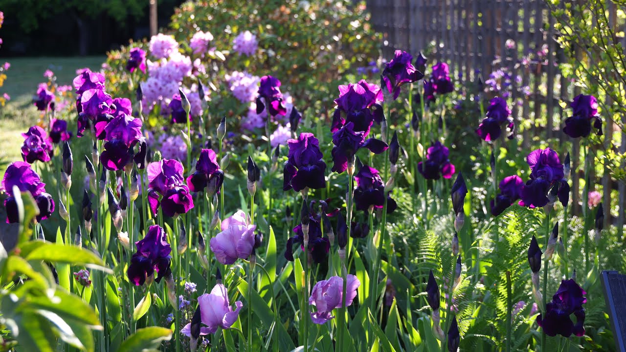 Late-Spring Flower & Veggie Tour!