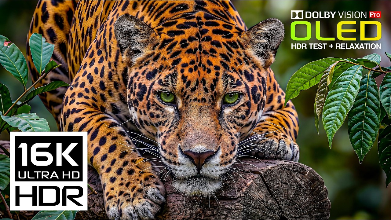 Craziest Dolby Vision HDR TEST 120fps | Animals Nature Video (8K/4K Video ULTRA HD TV)