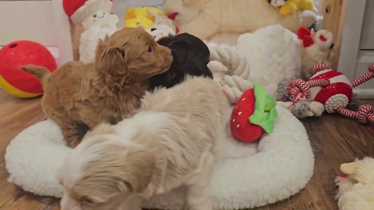 Heavenly Havanese™️  These Girls Are So Fun!