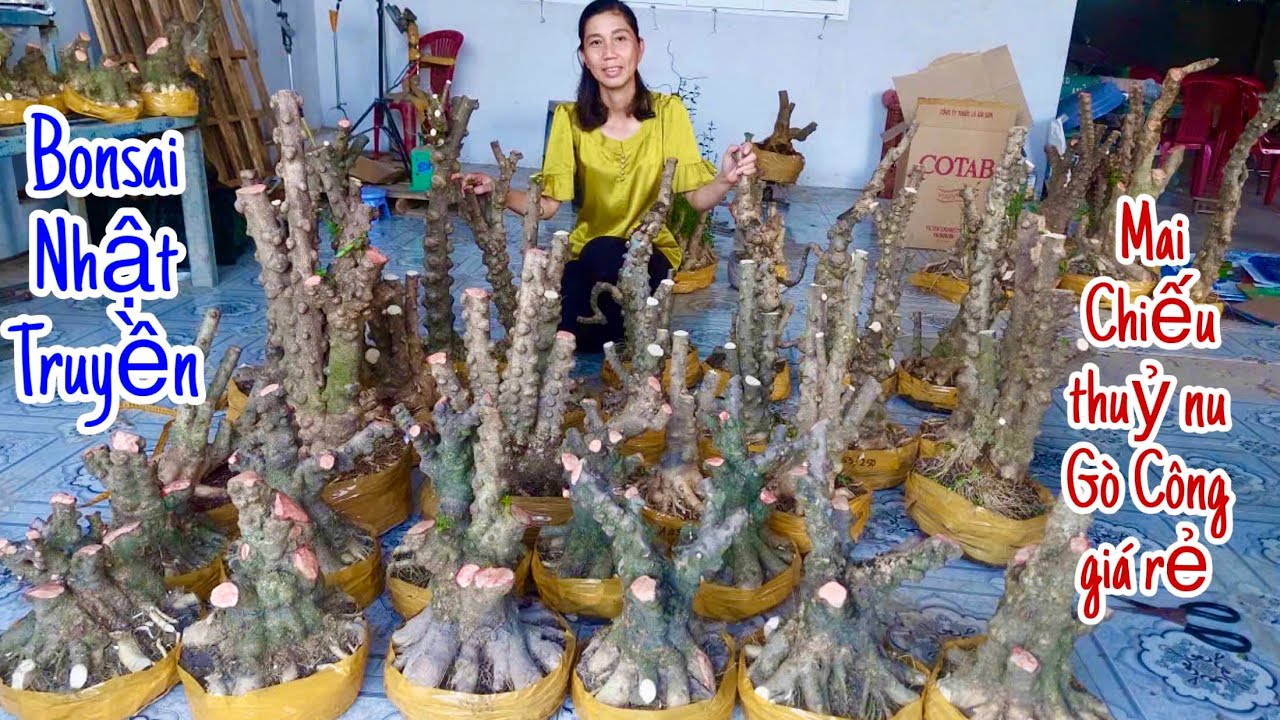 Bán Cây Kiểng 31/10 Nhật Truyền - Bonsai Giá Rẻ - Lô Mai Chiếu Thủy Nu Gò Công đáng sưu tầm