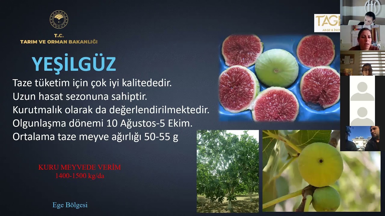 İncir Yetiştiriciliği Eğitimi
