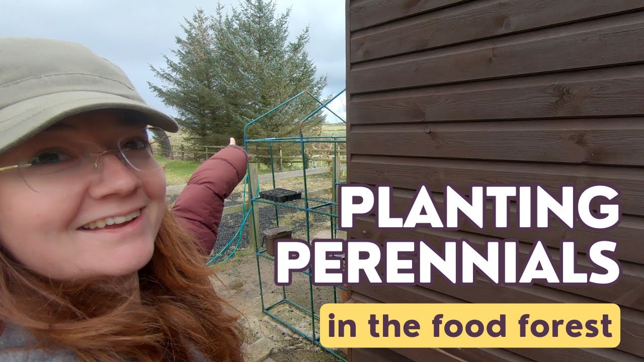 Food Forest Overhaul Pt 2 - Planting Perennials & More Windbreaks!