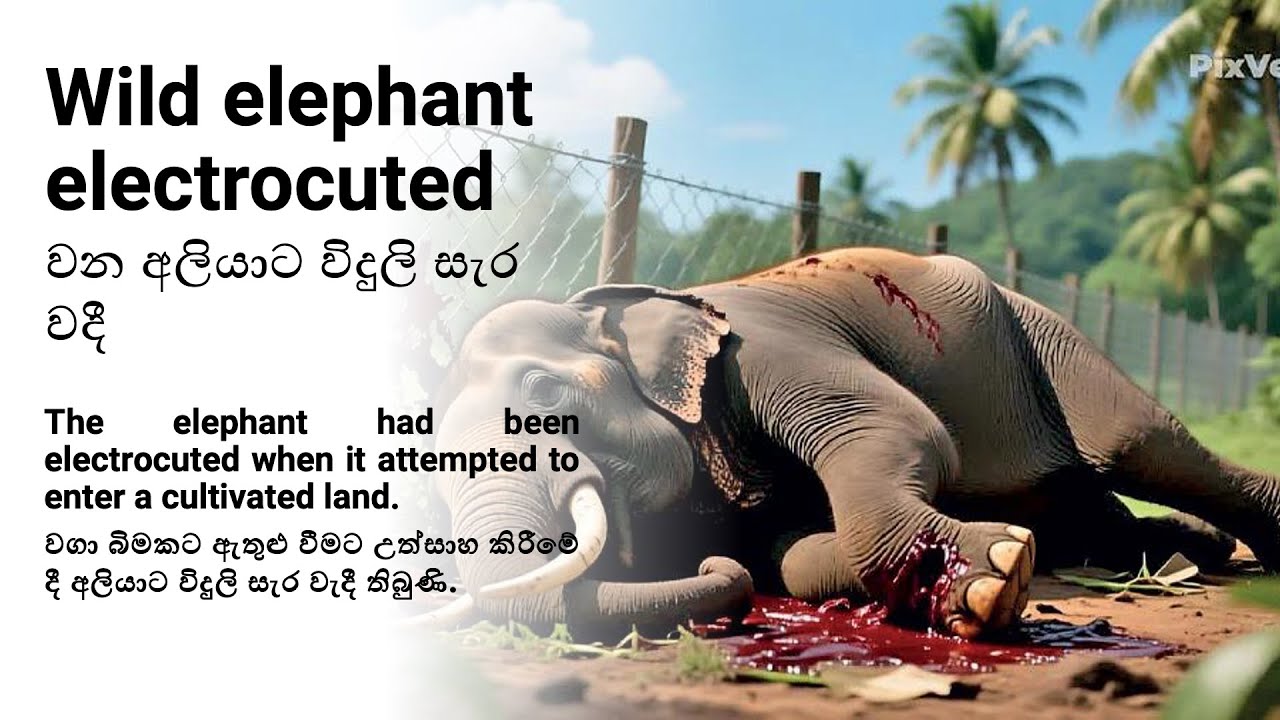 Learn English with News | ප්‍රවෘත්ති සමග ඉංග්‍රීසි උගනිමු