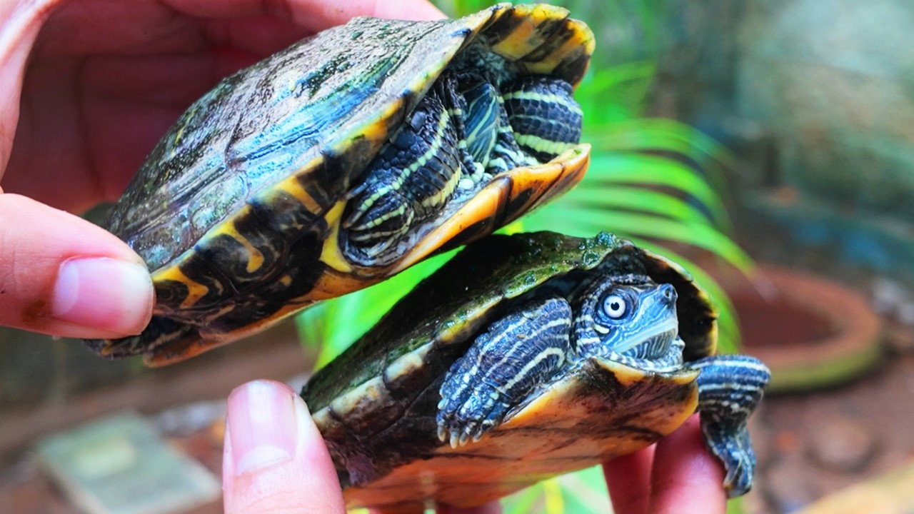 ACTUALIZACIÓN del  ESTANQUE de mis TORTUGAS! 🐢