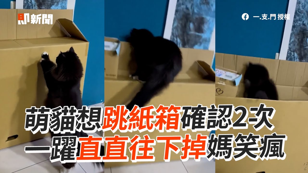 萌貓想跳紙箱確認2次　一躍直直往下掉媽笑瘋｜#寵物雲