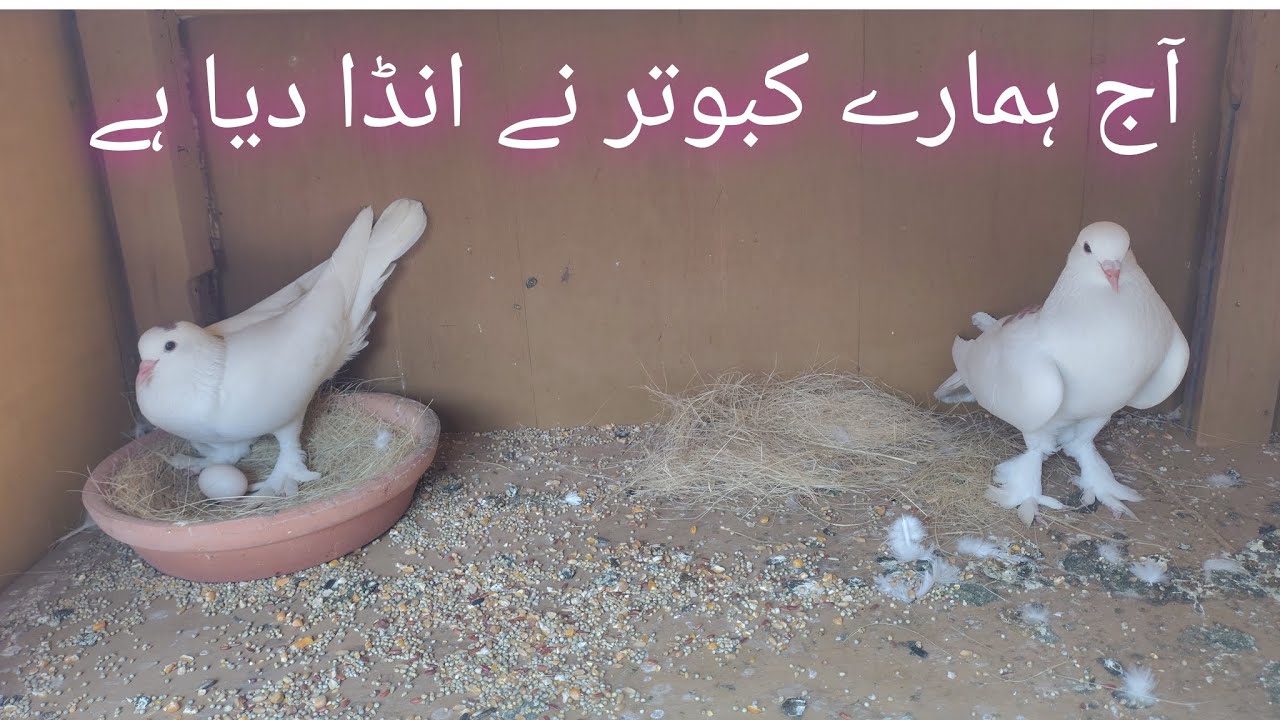 Today our pigeon laid an egg #pets #animals #viral #animalslover #trending 