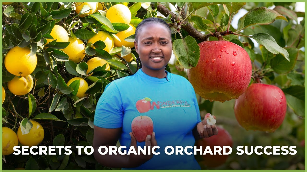 The Kenya Organic Orchard: Thriving with Apple & Citrus Farming