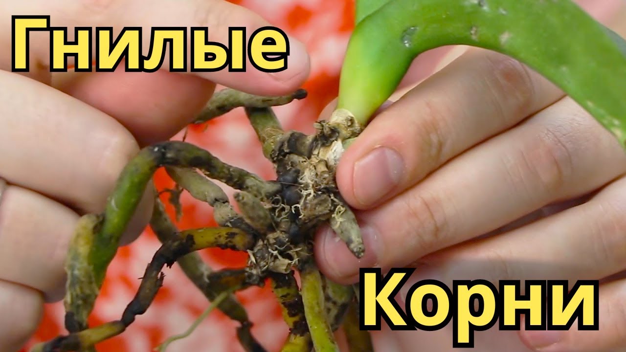 Орхидея УМИРАЕТ НА ГЛАЗАХ! Нужно СРОЧНО СПАСАТЬ! Корни массово отмирают! Первый ЭТАП СПАСЕНИЯ!