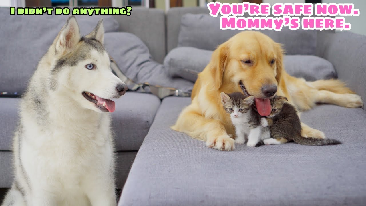 Protective Golden Retriever Blocks a Husky to Save Tiny Kittens