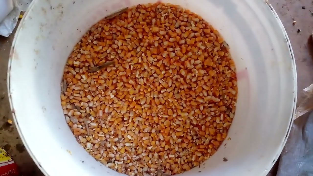 ECONOMIZE NO MILHO DAS GALINHAS COM ESSA TECNICA DE FERMENTAÇÃO