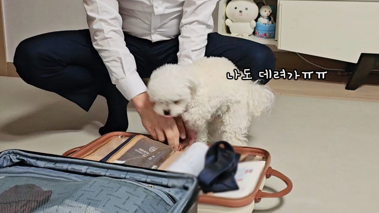출장가는 아빠에게 자기도 넣어가라고 우기는 강아지