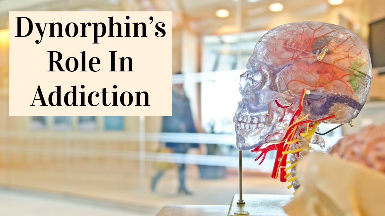 Dynorphin&rsquo;s Role In Addiction