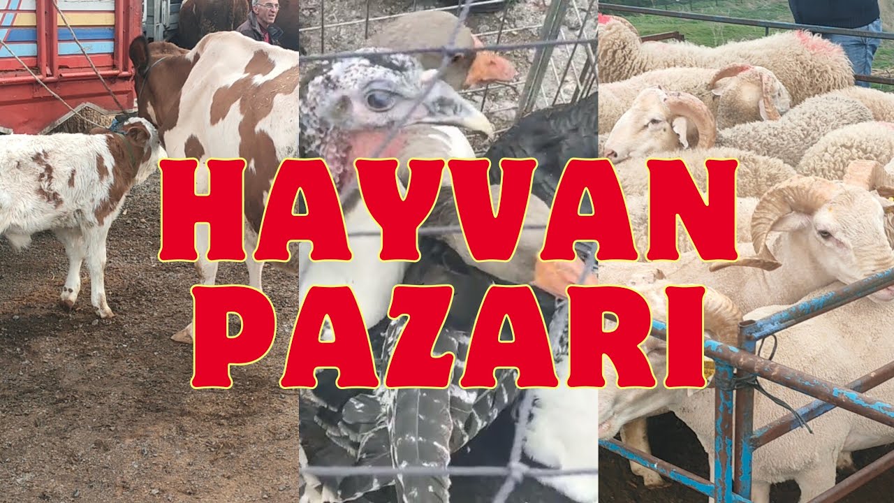 HAYVAN PAZARINA GİTTİK / HERŞEY VAR / TUZLA ORHANLI HAYVAN PAZARI