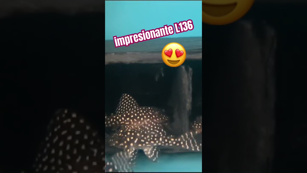 impresionantes plecos L136