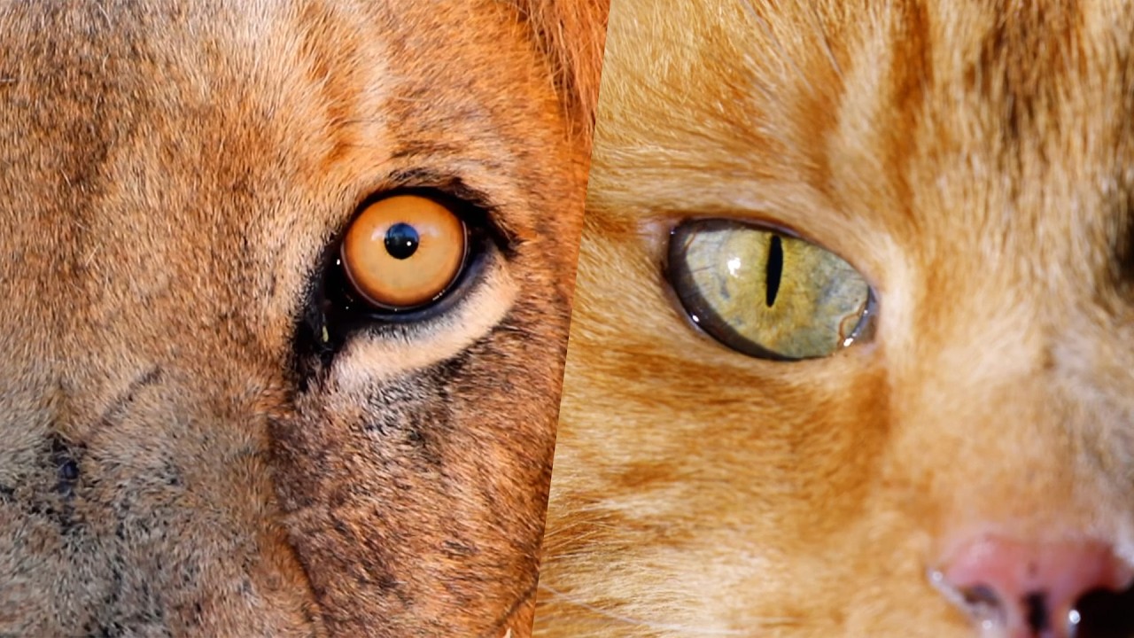 How Kittens Hijack the Human Brain (4K Documentary)