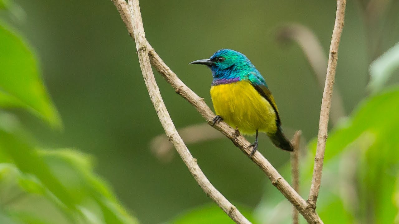 Birding Uganda 2018 8/12 Bwindi NP