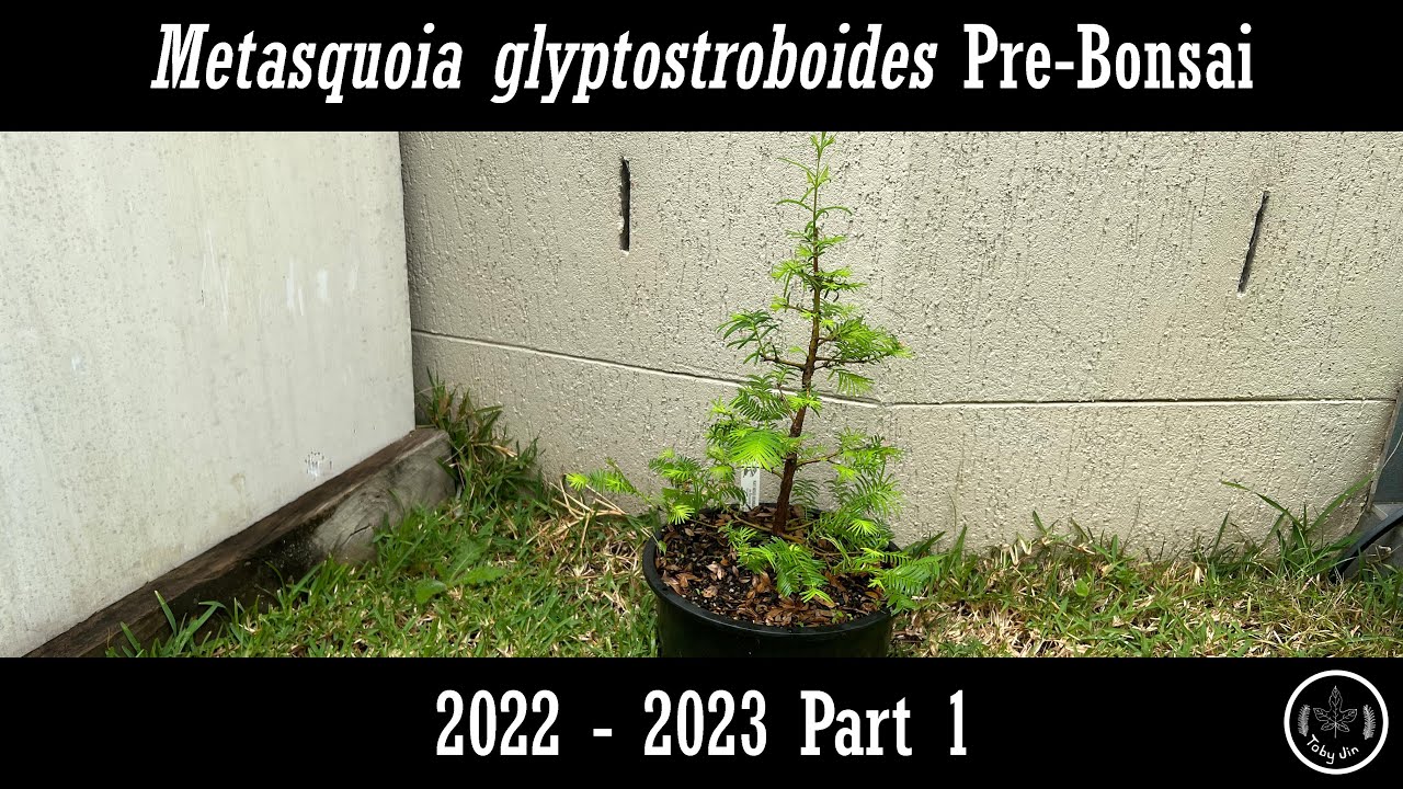 Metasequoia Pre-bonsai  2022 - 2023 Part 1