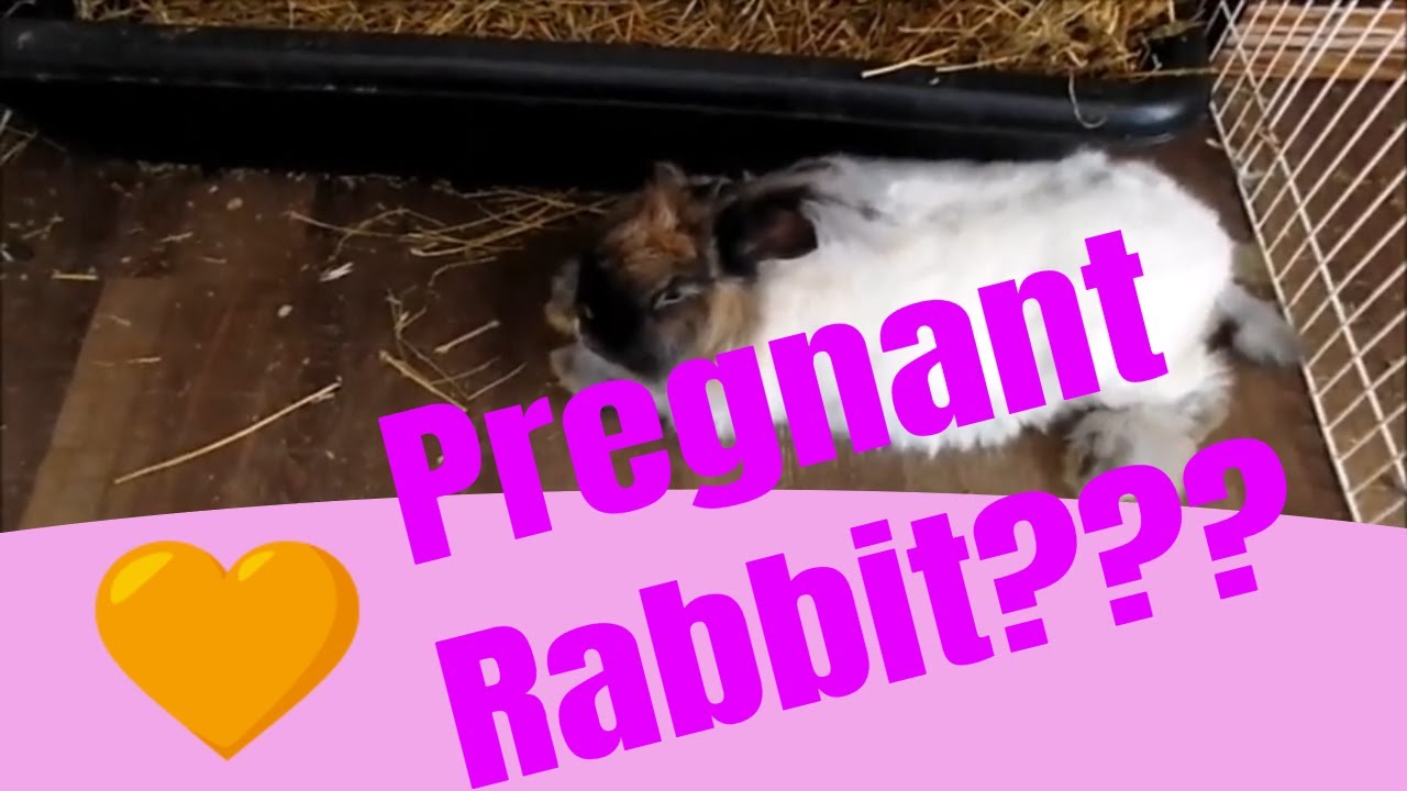 6 signs your bunny is pregnant and will have bunnies soon. How to tell without palpating.