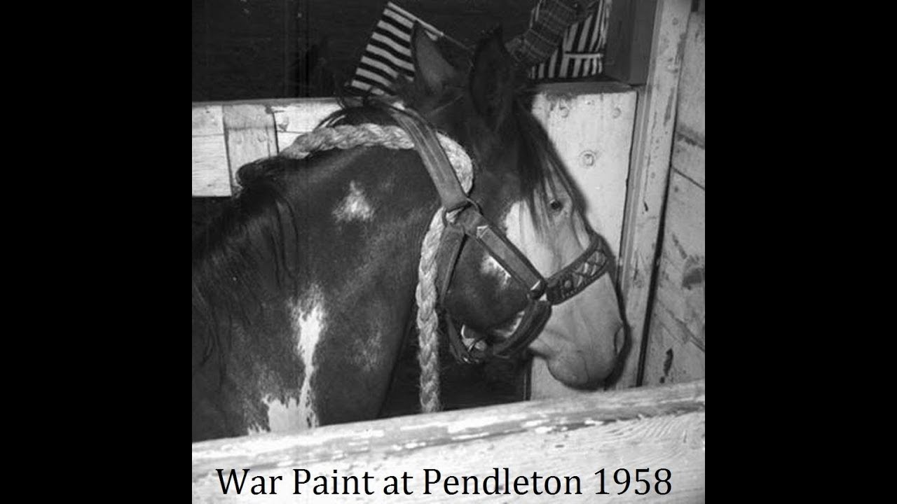 War Paint First RCA Bucking Horse of the Year  Ted Moomaw's Rodeo Archives