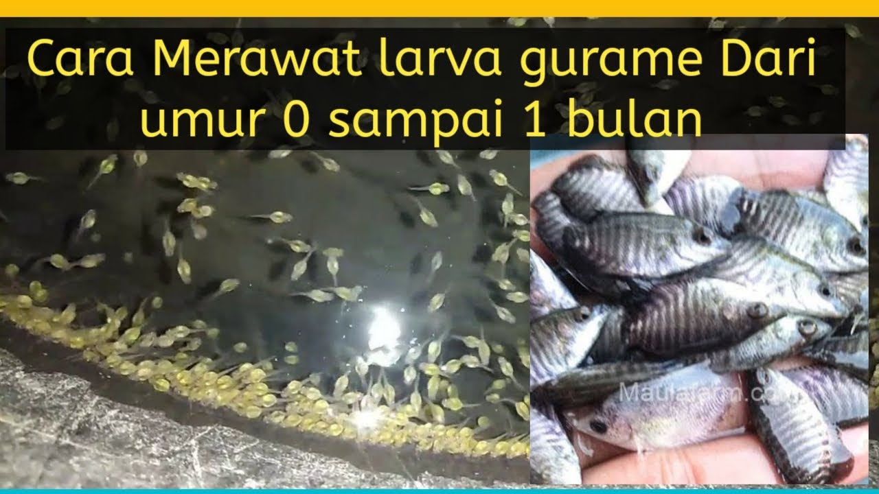 Gurami umur 0 hingga umur 1 bulan