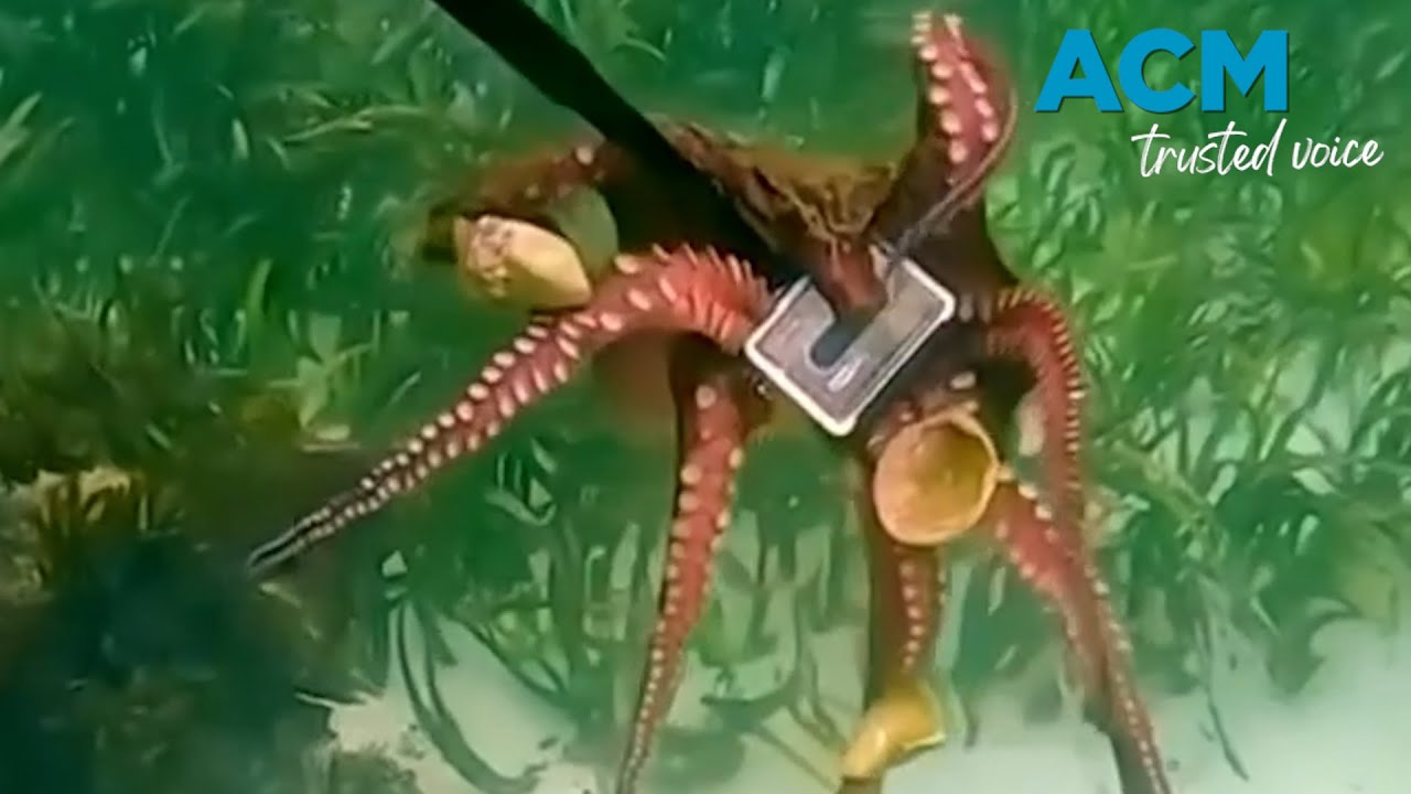 Octopus robs snorkeller with tight tentacle grip on camera