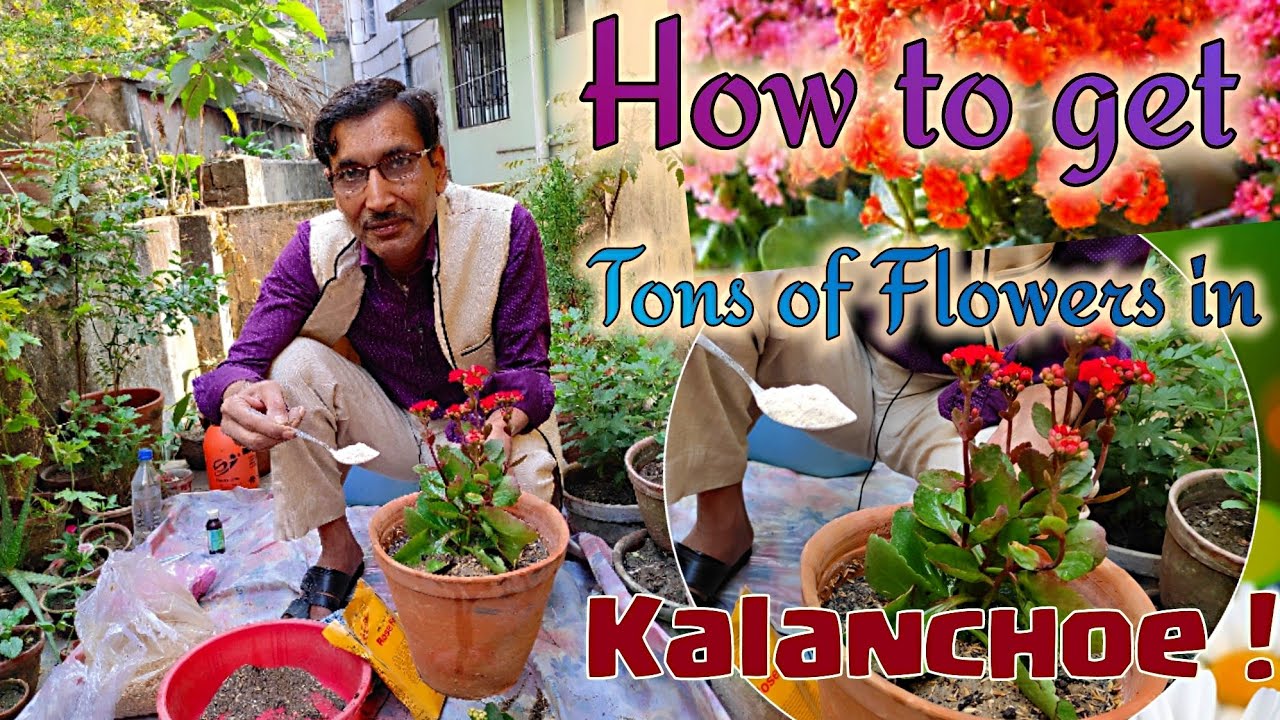 How to get Maximum Blooms in Kalanchoe / Secret Fertilizer for Kalanchoe Flowering