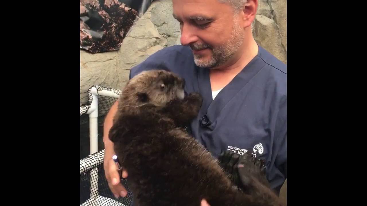 Cute Baby Sea Otter Gets a Check Up