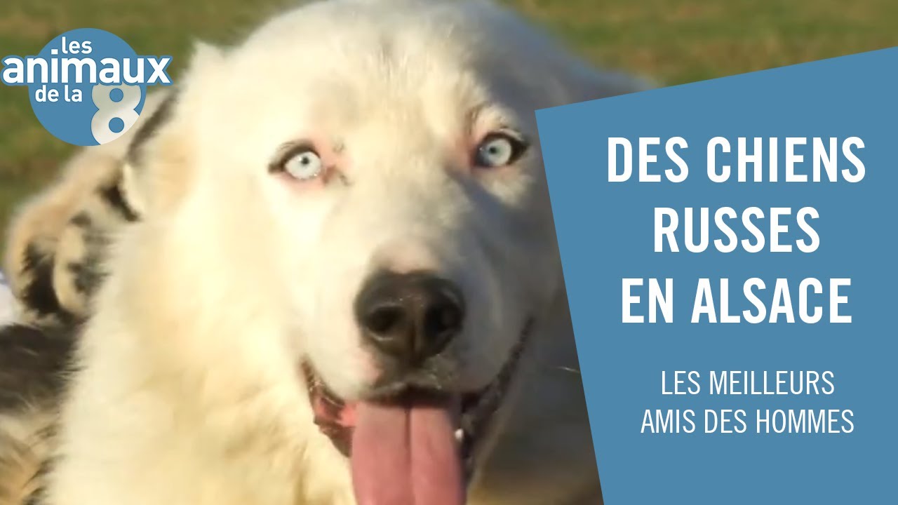 Dans les vignes d'Alsace avec des chiens russes - Les Animaux de la 8