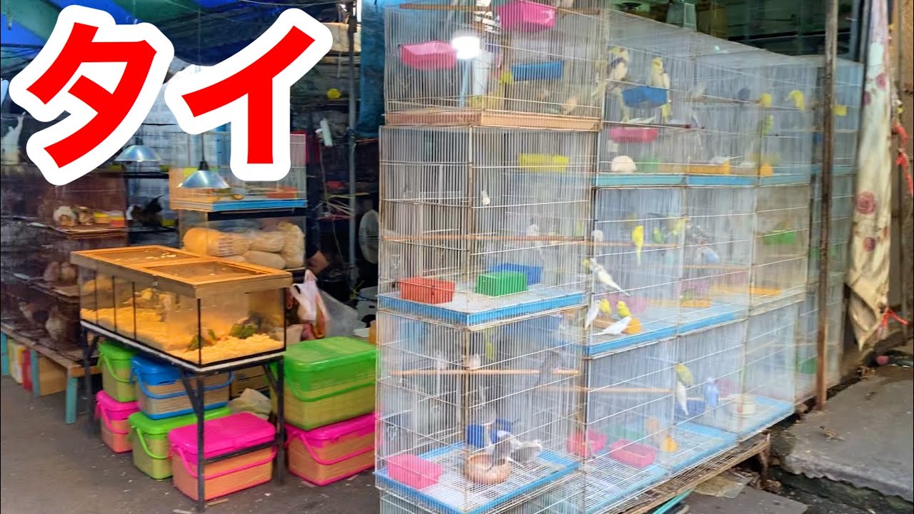 日本にはいない生き物だらけ！？タイのペット市場が楽し過ぎた・・・！