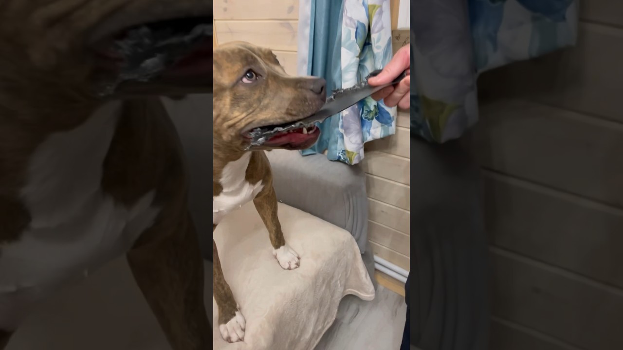 ЧТО НАТВОРИЛ АМСТАФФ😱😂?!ОДИН ДОМА#family #vlog #pets #cat #amstaff