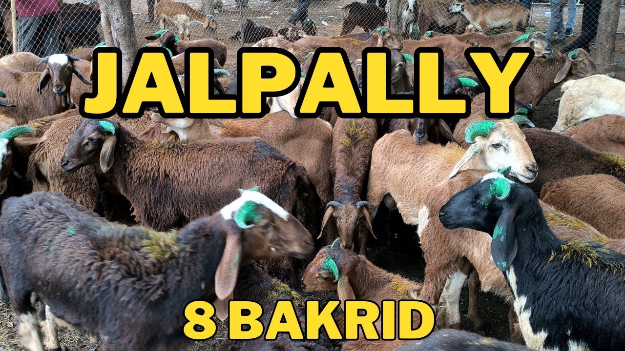 Jalpally Goat Market || Qurbani Ke Bakre ||  27-06-2023 || Hyderabad, TS.