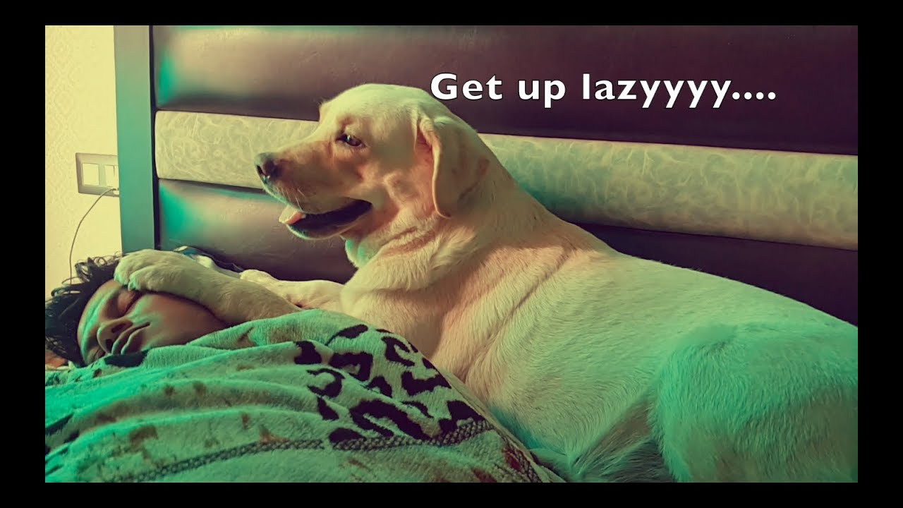 Labrador Max Trying Every Possible Way To Wake Up His Brother| Supermax The Labrador | Indian Born |