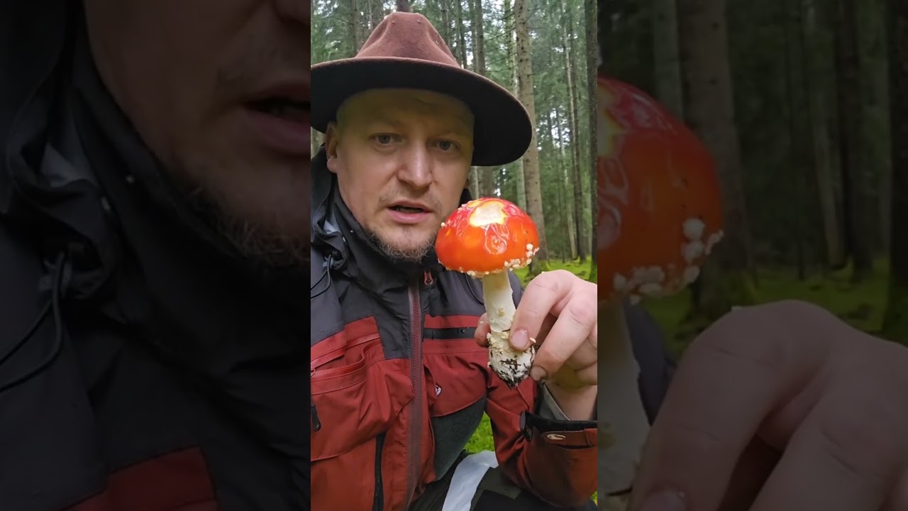 Amanita Caesarea-Crăiță #boletus #nature #mushroom #ciuperci #food #fungi #boletusedulis #foraging