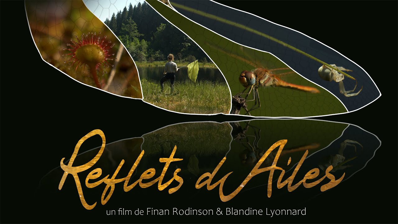 Reflets d'Ailes