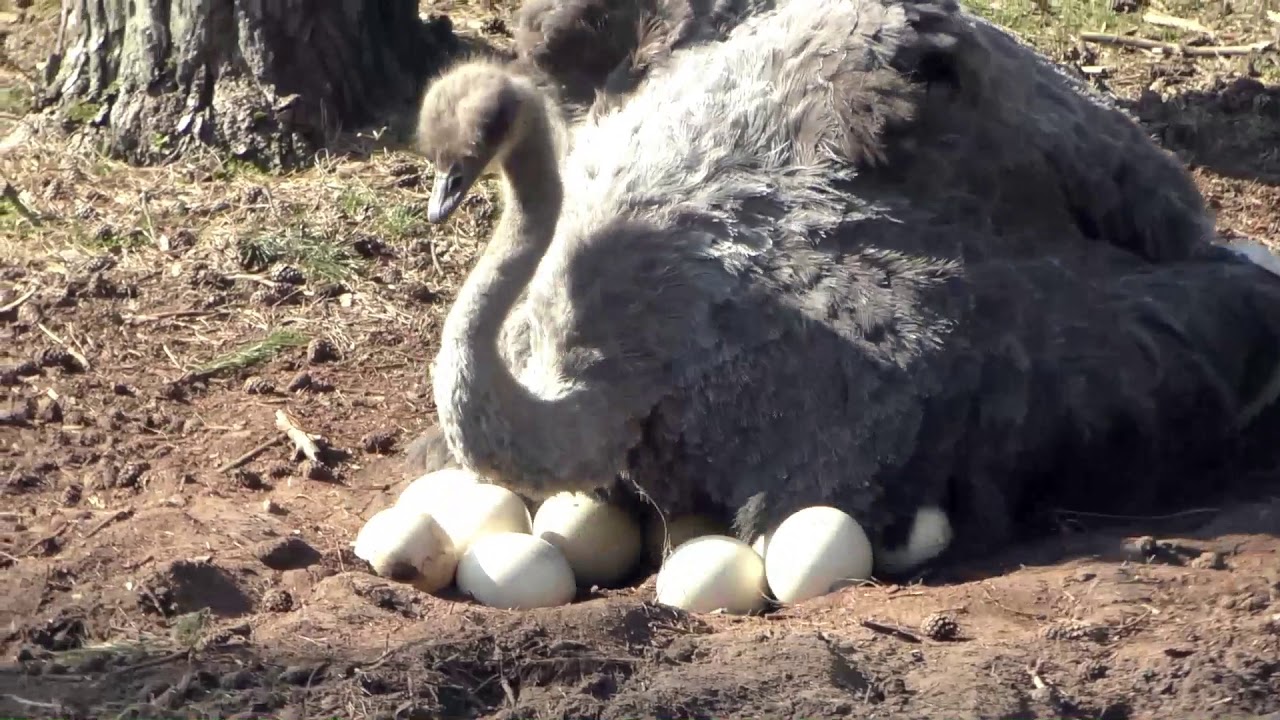 Struisvogel broedt op eieren in Safaripark Beekse Bergen