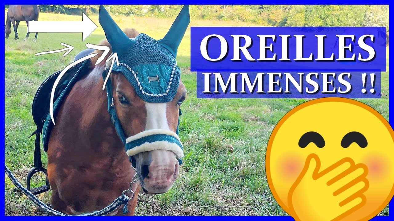 CERTAINEMENT LA PLUS BELLE JOURNEE DE L'ANNEE POUR ACE ! - Il est gâté !